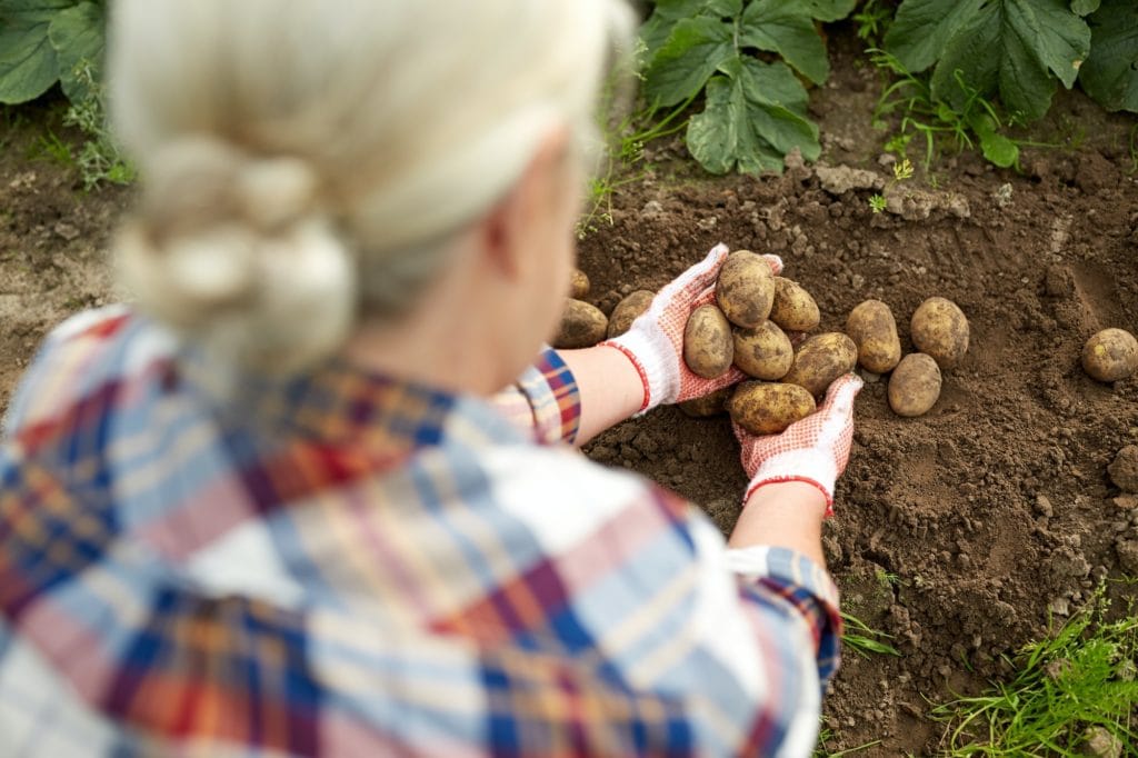 farmer with potatoes at farm garden